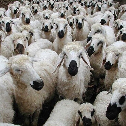 مانع مهم تجارت محصولات دامی بین ایران و چین برطرف شد