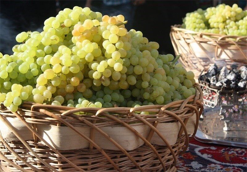 مدیر جهاد کشاورزی ایذه گفت: هزار و ۸۰۰ تن محصول انگور از تاکستانهای شهرستان ایذه برداشت شد.