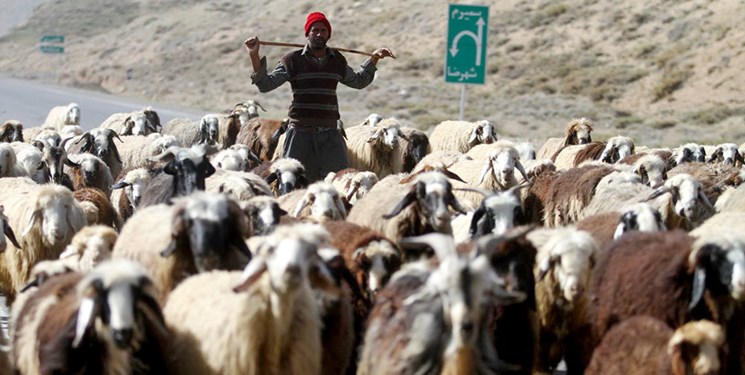 تعداد دام سبک به ۵٩ میلیون رأس رسید