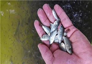 ورود۵۰۰ هزار قطعه بچه ماهی تیلاپیا به خراسان جنوبی تا هفته آینده