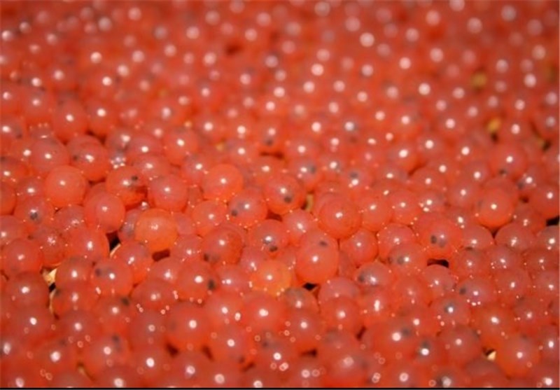 ۳ میلیون یورو ارز دولتی در مسیر واردات تخم چشم زده قزل‌آلا گم شد