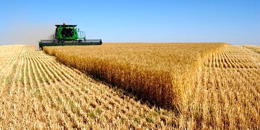 ۱۱۵ هکتار از مزارع میاندورود جو کشت شد