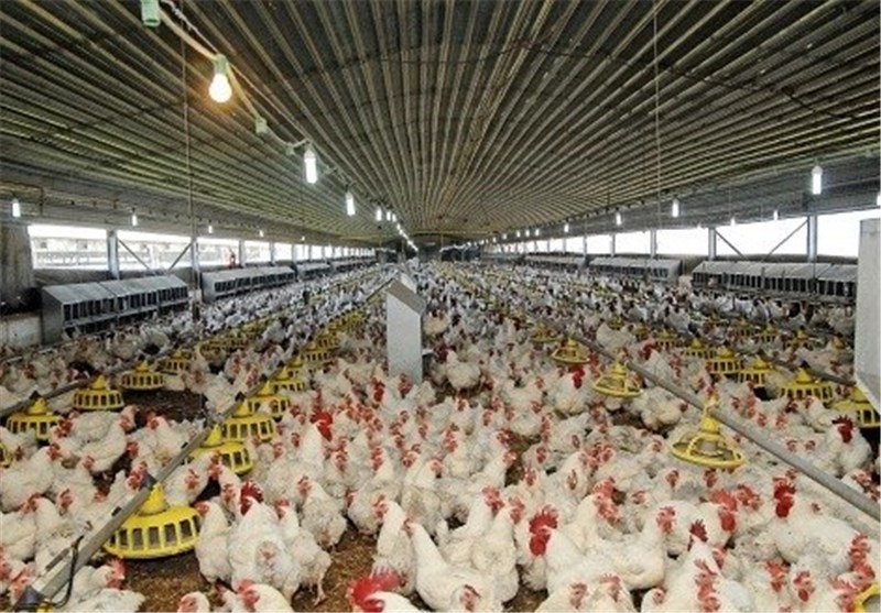 با ۲٫۵ میلیارد  تومان وارد صنعت مرغداری گوشتی شوید