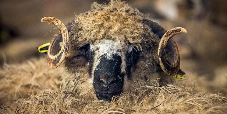 تولید دام مازاد، واردات دولتی گوشت و قاچاق دام به خارج