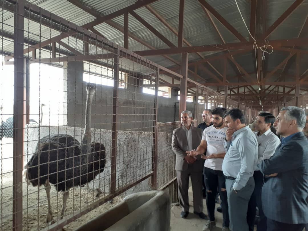 بازدید معاون امور تولیدات دامی از مجتمع پرورش شتر مرغ زرندیه 