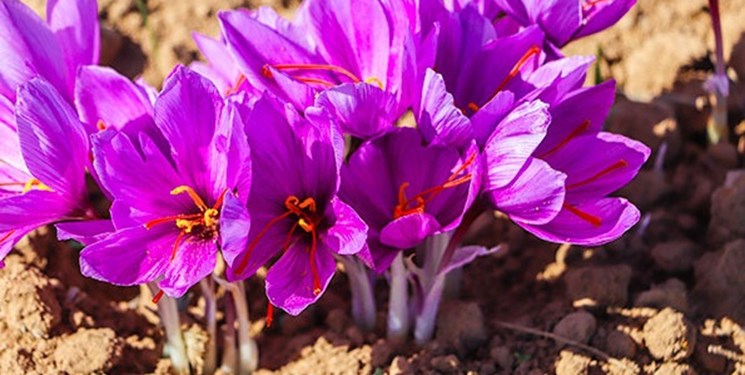 ورود سازمان تعاون روستایی به حذف دلالی از بازار زعفران