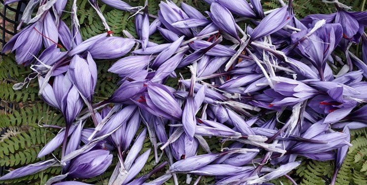 خرید حمایتی آغاز شد