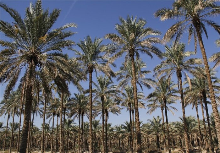 ضرورتهایی برای تثبیت رتبه اولی صادرات خرما در دنیا