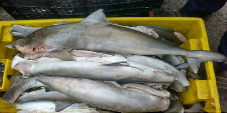 ۵۰۰ کیلوگرم ماهی حرام گوشت در تهران معدوم شد