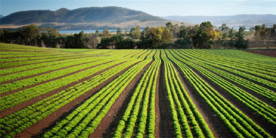 فرصت ها و چالش های کشاورزی ایران از نظر سفیر دانمارک