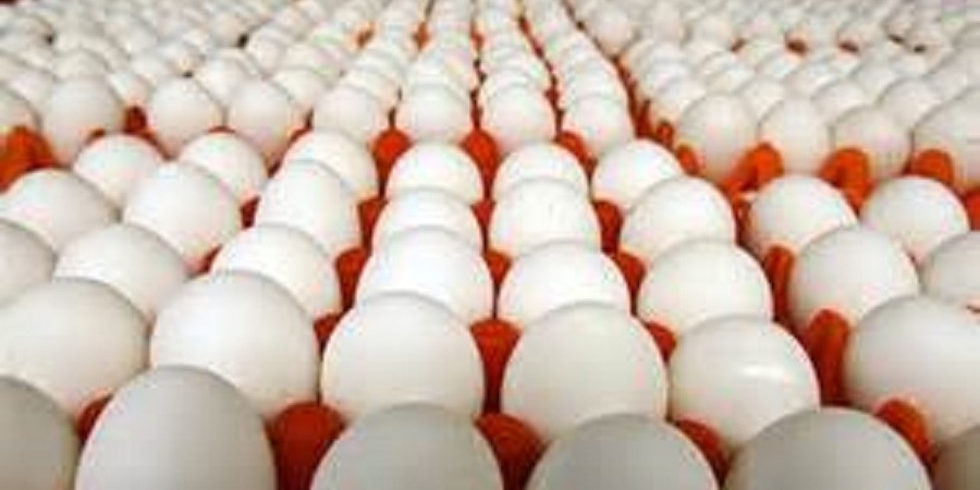 تولیدکنندگان تخم مرغ روزانه در هرکیلو ۲ هزار تومان خسارت می‌دهند