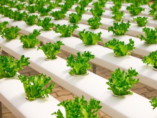 تجارت کشاورزی سودآور و مناسب در گرو کشاورزی عمودی