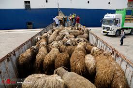 دام زنده در بورس کالا عرضه می‌شود