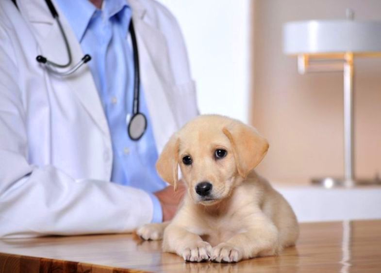 فعالیت مراکز دامپزشکی پس از اجرای طرح فاصله‌گذاری اجتماعی، مجاز اعلام شد