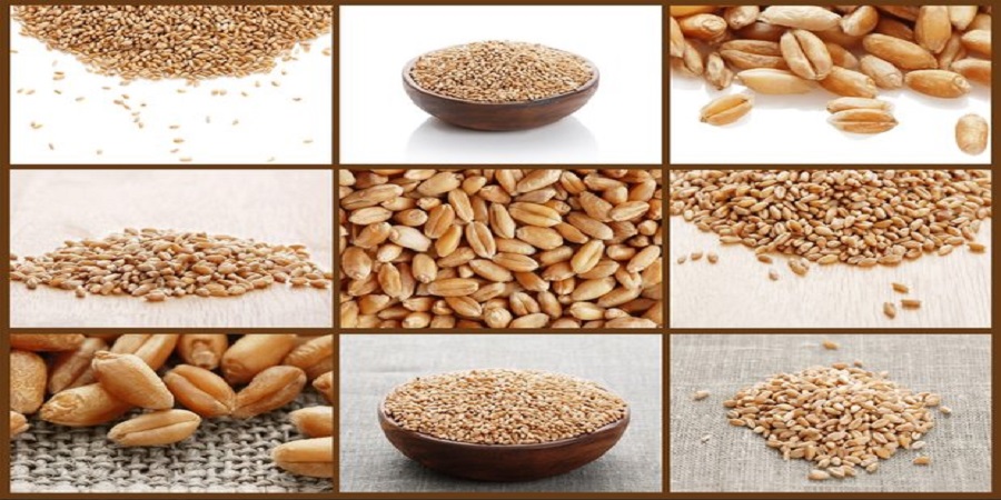 پیش بینی OECD و FAO از وضعیت بخش غلات ایران/ تولید غلات ۲.۴ درصد رشد می‌کند/ راندمان گندم رشد ۲.۷ درصدی دارد