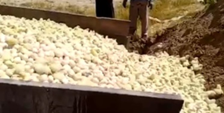 ۳ میلیون قطعه جوجه در ماه در کشور معدوم میشود