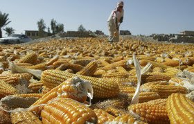 ذرت‌های آلوده در لیست انتظار