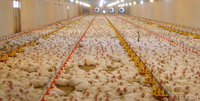 تعدد نهادهای تصمیمگیر چالشی پیش روی تولید گوشت مرغ