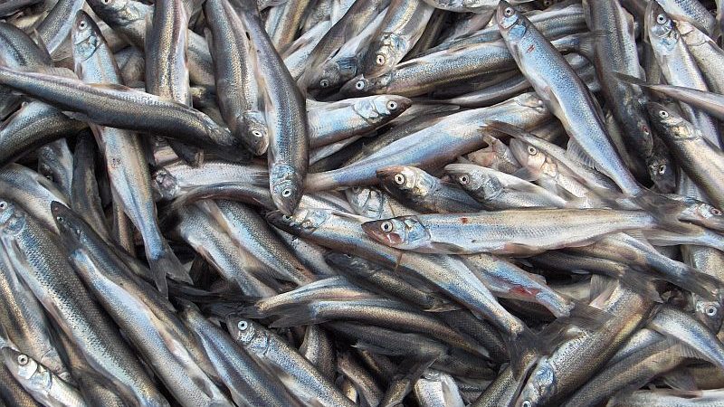 ایجاد زنجیره صنایع شیلاتی بدون ضایعات در سال ۱۳۹۹