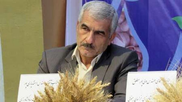 پیشبینی برداشت ۱۴ میلیون تن گندم در کشور/ بیش از نیاز محصول تولید میکنیم