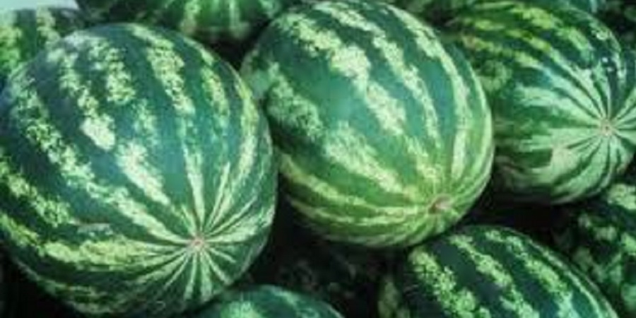 هندوانه‌های صادراتی برگشت خورد