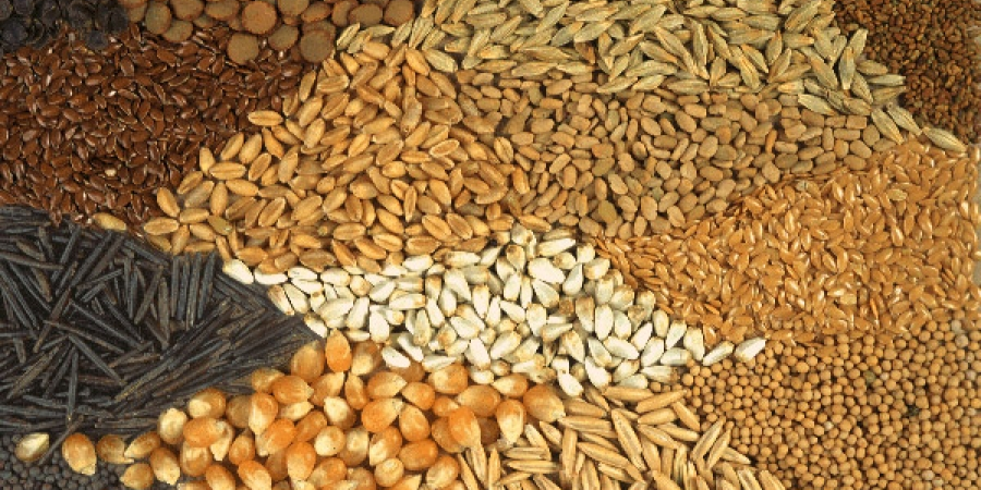 حمایت از موسسات تولید کننده بذر ادامه می یابد