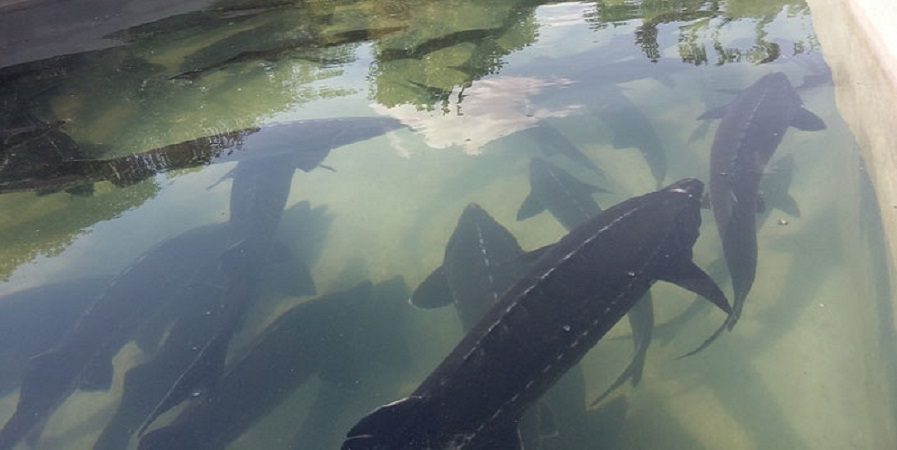 صید ماهیان خاویاری در گیلان ممنوع است