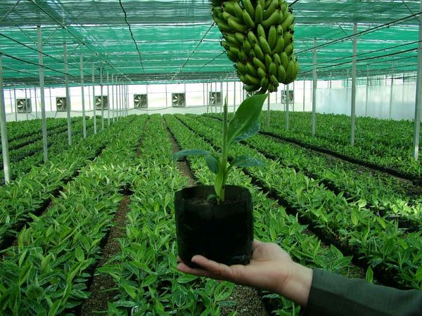 طرح یاوران تولید باهدف رونق بخش کشاورزی اجرا می‌شود