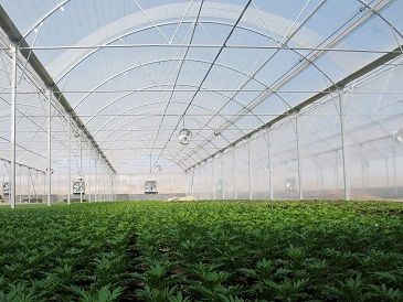 توسعه گلخانهها از اولویت اصلی وزارت جهاد کشاورزی است