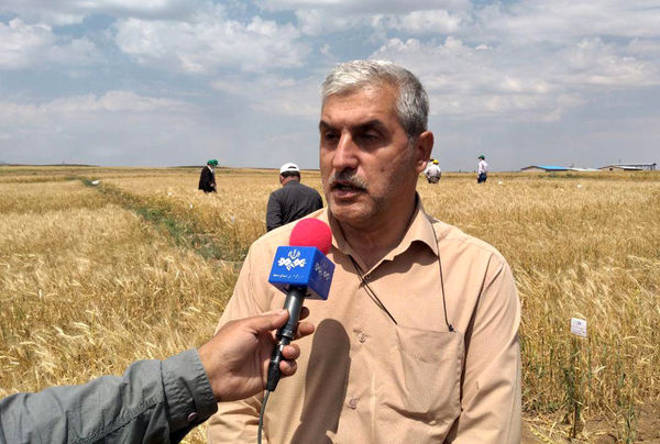 دستیابی به رکورد جدید تولید هسته‌های اولیه بذر در کشور