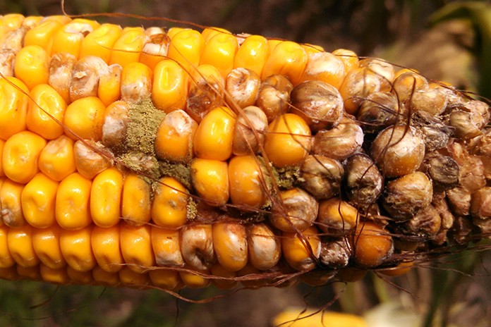 مایکوتوکسین های متعدد در خوراک: تغییر پارادایم پیشگیری