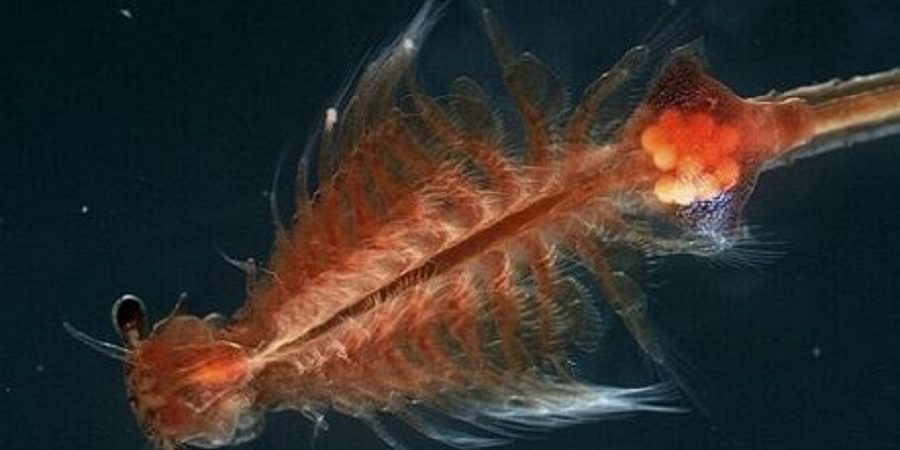 احتمال حمله بیوتروریسم به کشور توسط آرتمیای قاچاق