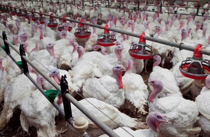 بوقلمون استان مرکزی پشت دروازه بازارهای جهانی ﻿