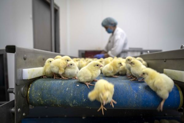 درآمد ۸۷۰ هزار دلاری از صادرات جوجه یکروزه به افغانستان