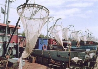 صید کیلکای دریای خزر امسال با ۷۳ فروند شناور آغاز شد