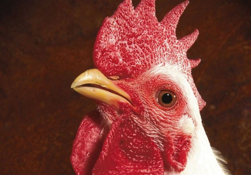 ۸درصد بیشتر از نمونه‌های خارجی