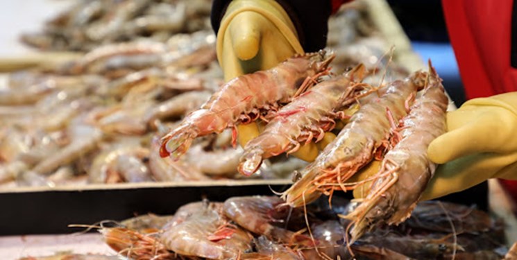 میگوهای اکوادوری آلوده به کروناویروس جدید هستند