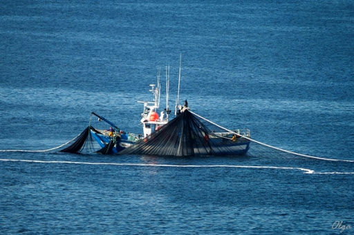 سرمایهگذاری بر شناورهای لانگلاین و پرساینر در صید فراساحل