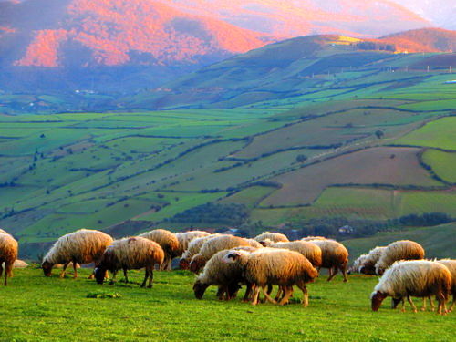 تولید ۱۲ میلیون تن علوفه در مراتع کشور/ صدور پروانه چرای دام برای ۹۵۱ هزار بهره بردار