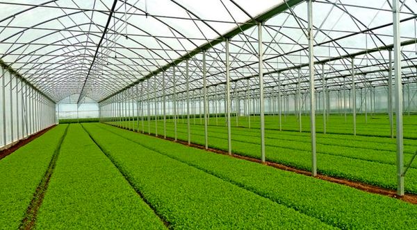 سهم گلخانه‌های ایران به ۰٫۶ درصد سطح گلخانه های جهان رسید/توسعه ۴۶۰۰ هکتار گلخانه به جهاد کشاورزی استان‌ها ابلاغ شد