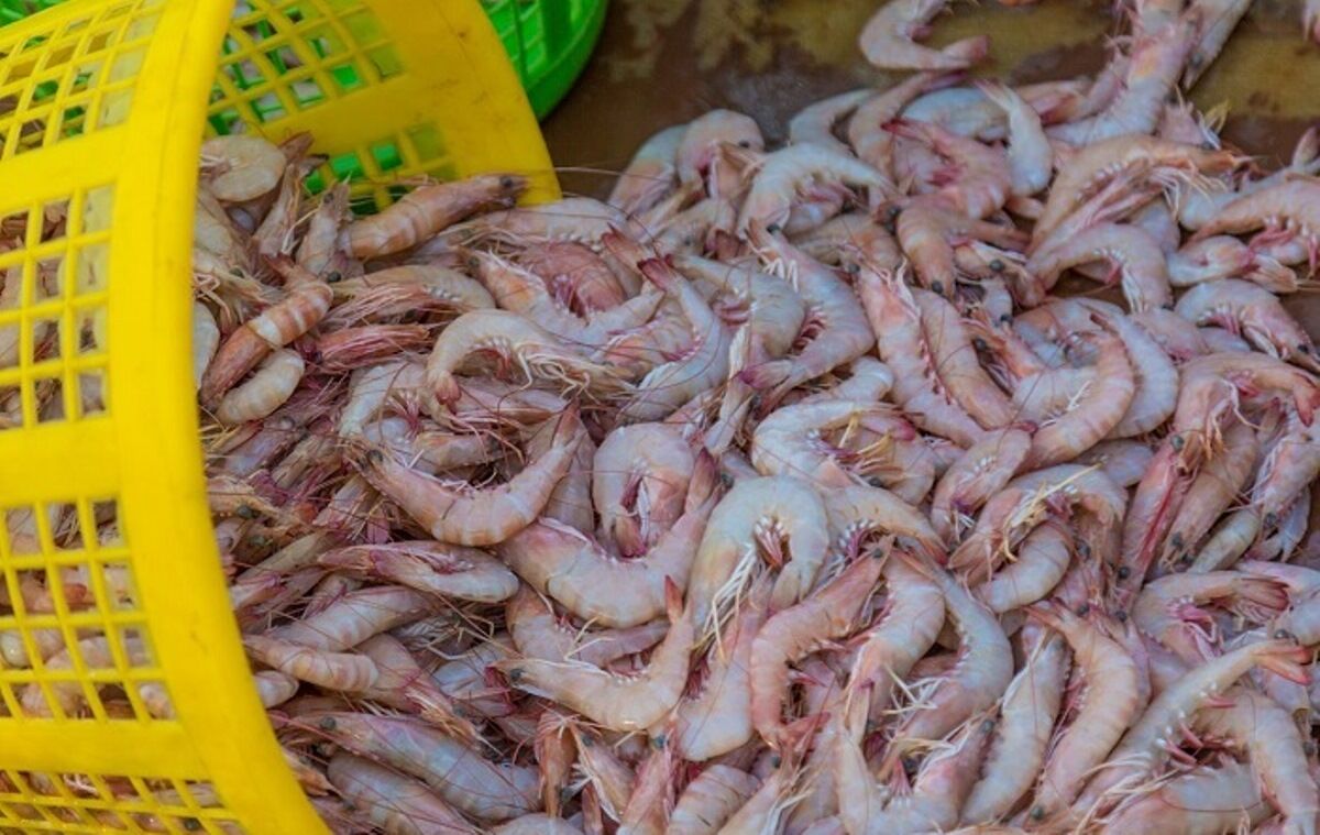 هزینه ۲۳۸ هزاریورویی برای استانداردسازی میگو طبق استاندارد اروپا