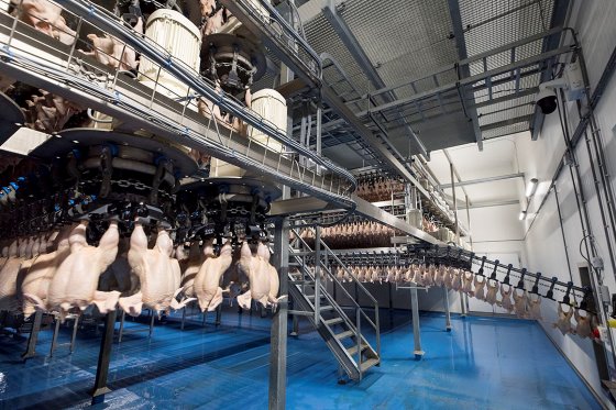 کرونا هم مانع از صادرات گوشت مرغ روسیه نشد