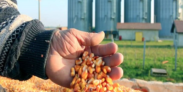 امسال دولت گندم وارد می‌کند؟