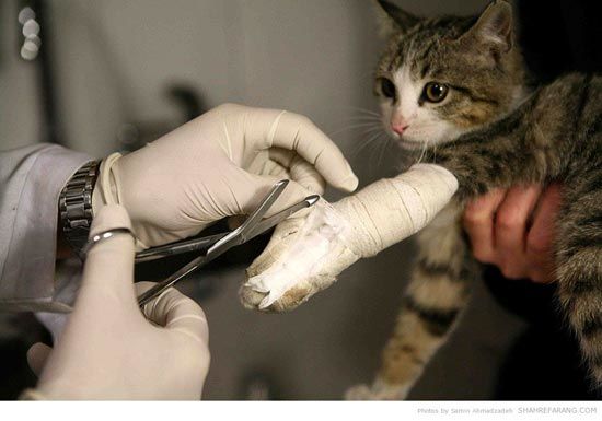 حل مشکل کلینیک‌ها و مطب‌های دامپزشکی تا زمان تدوین دستورالعمل چگونگی استقرار آن‌ها در بافت شهری