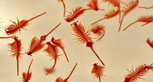 پرورش آرتمیا در ۱۸ منطقه ایران امکان‌پذیر است