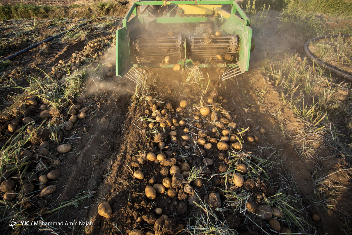 صادرات سیب زمینی نیازمند کانتینر‌های خاص!