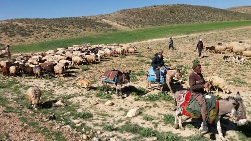 تولید گوشت در مناطق عشایری کشور به ۲۰۰ هزار تن رسید