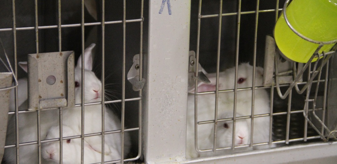 استفاده از روش های نوین در تولید و پرورش خرگوش آزمایشگاهی در موسسه رازی