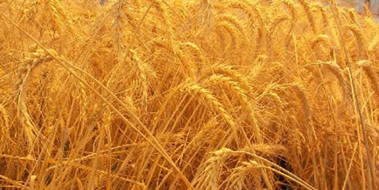 مسکو به دنبال ابقای جایگاه خود در بازار گندم جهان