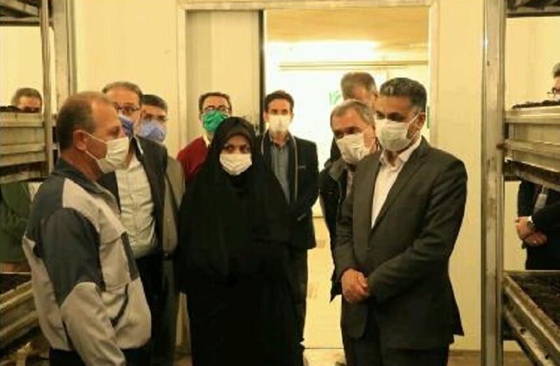 مشاور وزیر جهاد کشاورزی از یک واحد تولید قارچ خوراکی در قزوین بازدید کرد